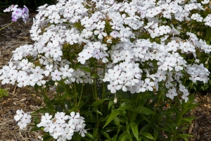 Phlox paniculata 'Baby Doll White' 